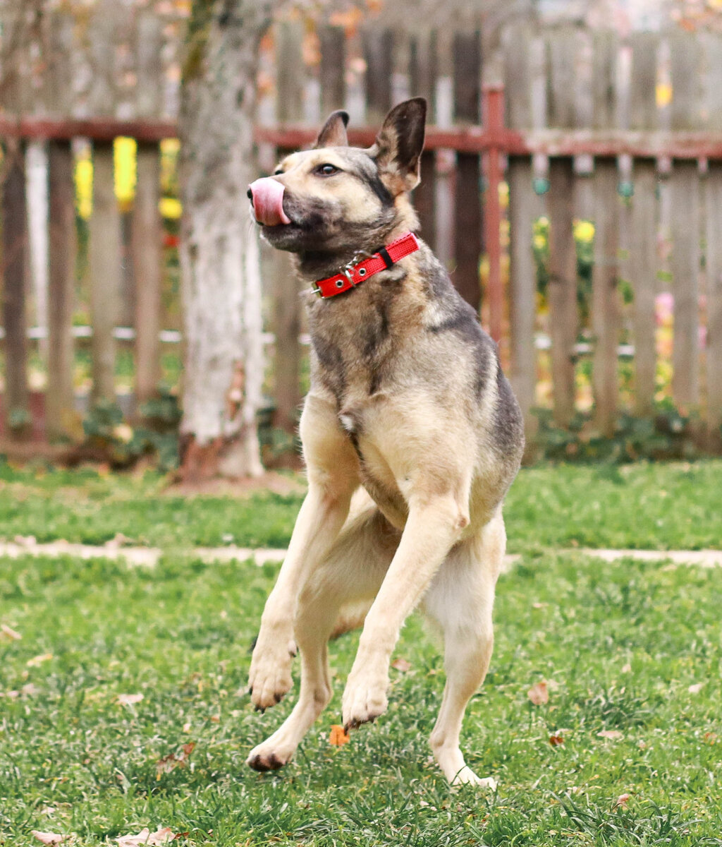 собака Ариша из Банды Дворян