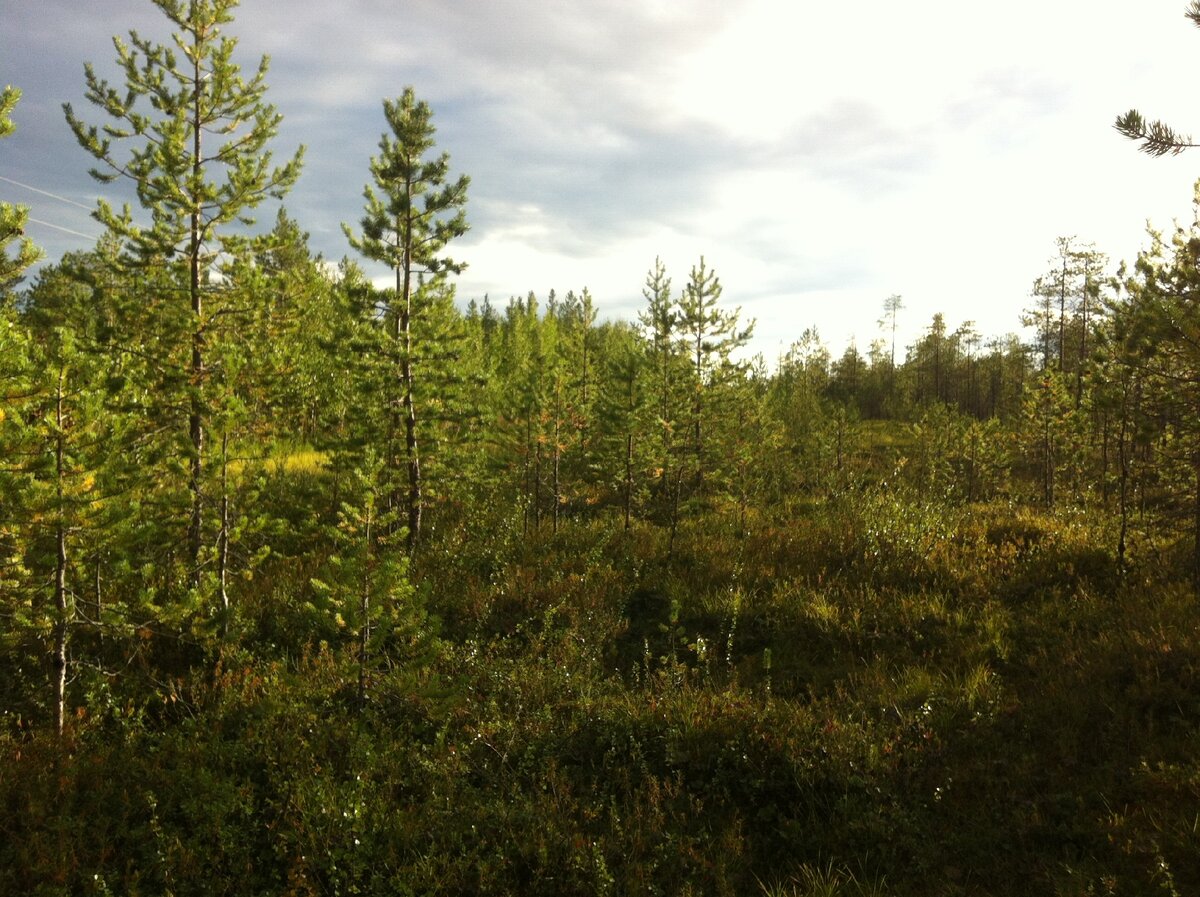 автозимник сургут. зимники эвенкии 2022. зимник деревня кемеровская область. зимники приморского. юрга зимник.