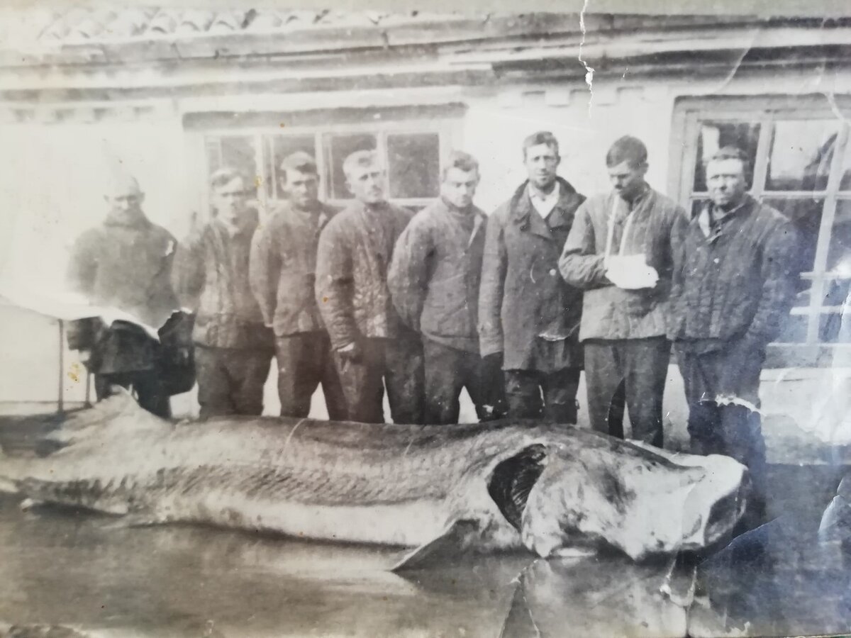 кто водится на азовском море