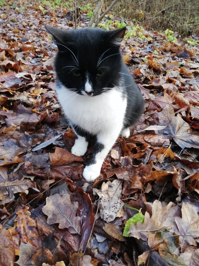 Кот Маркус из Банды Дворян, еще не пойманный, в лесу