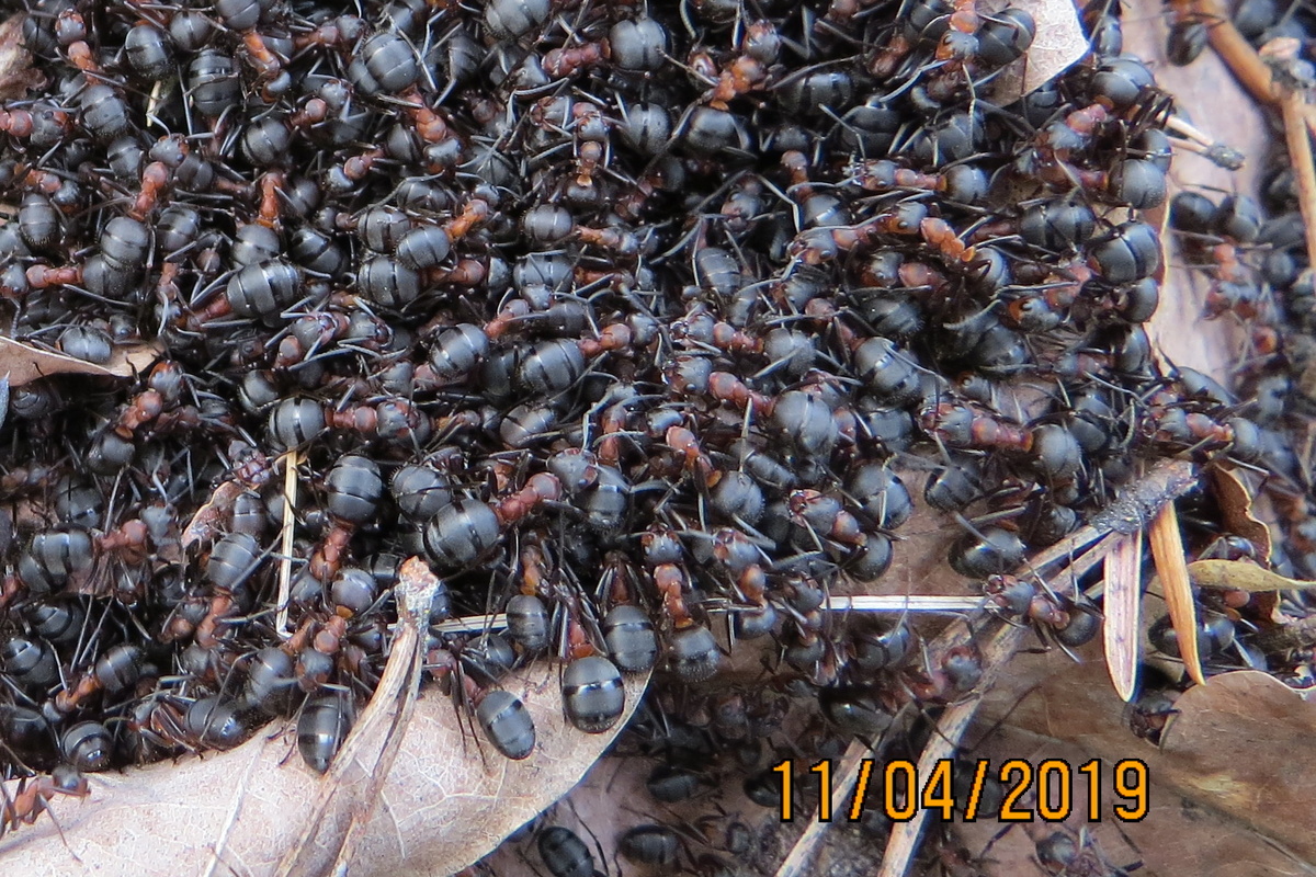 Крупные такие! Активные и деловитые.