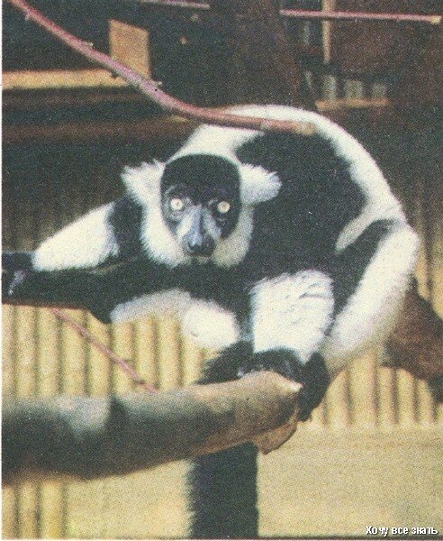 Кошачий лемур