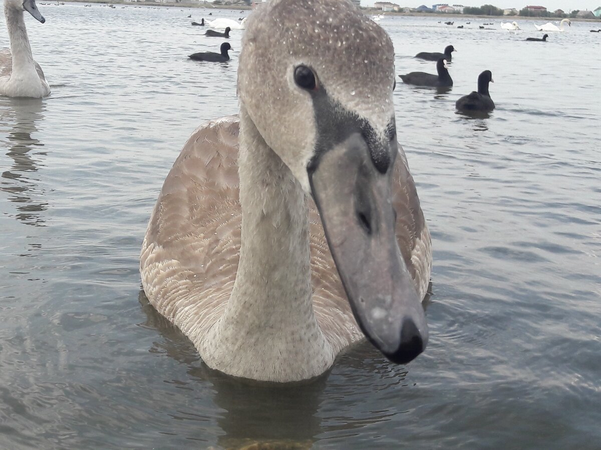 Лебединое озеро. Крым.