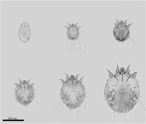 The Sourse: sciencedirect.com/science/article/pii/S2213224419300902