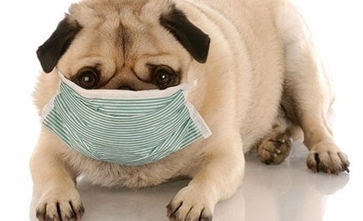 Всем привет! Каковы способы лечения насморка у собаки? Как узнать, что питомец страдает насморком?
