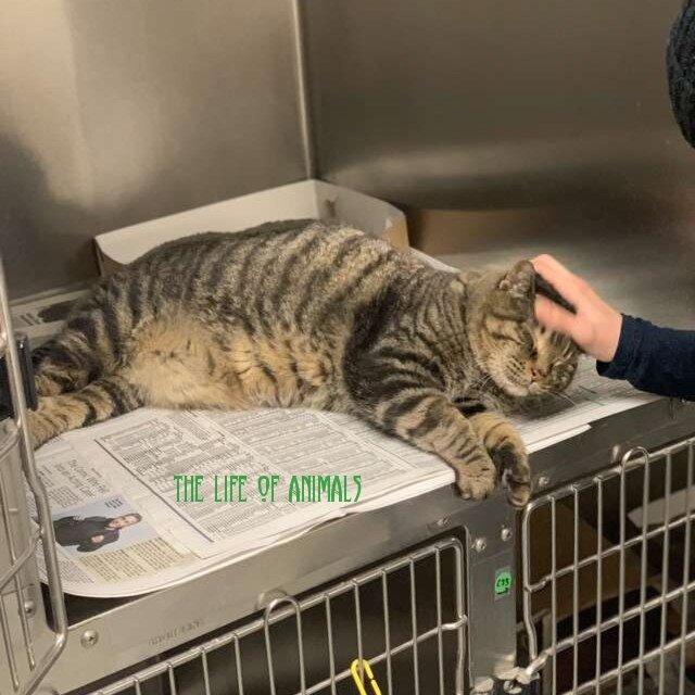  The life of animals