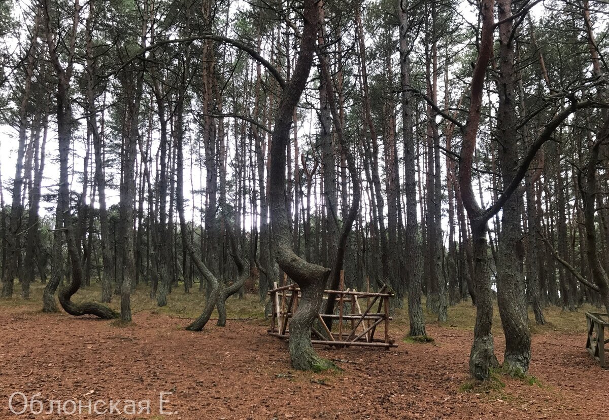 Загадочные деревья танцуют