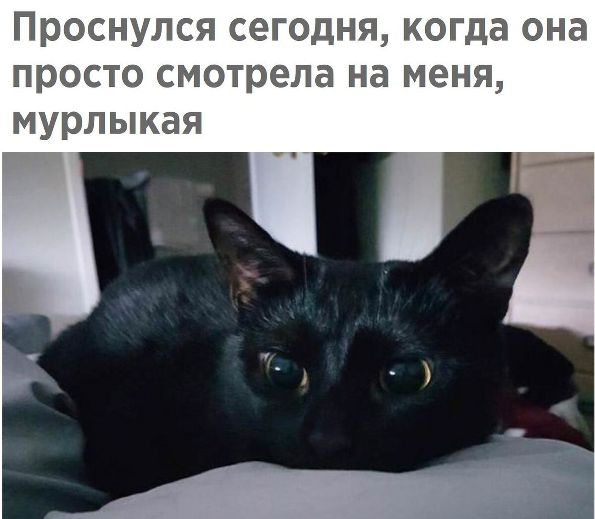 Изображение взято из коллекций картинок Вконтакте (на страничке автора). Вот это глазки! 