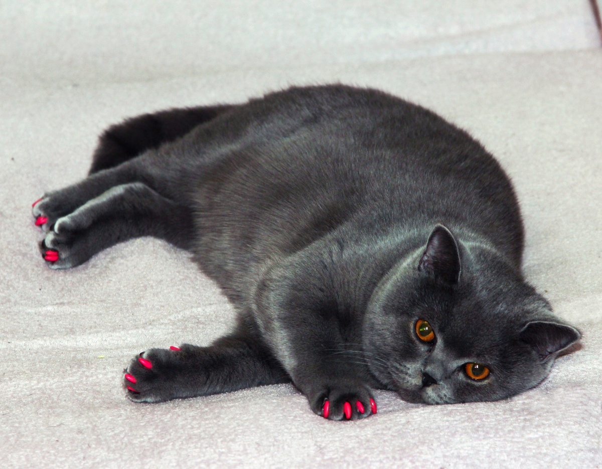 Наша Боня с колпачками