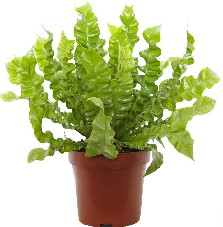 Асплениум, костенец - Asplenium