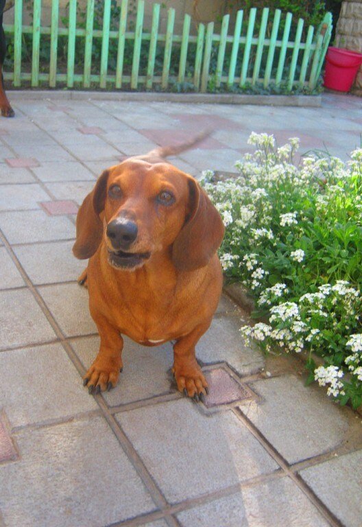 Наш Сосиска (фото автора)