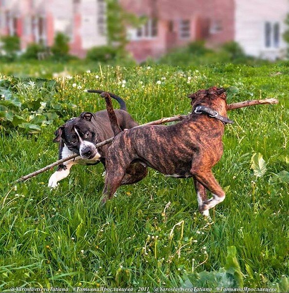 Арчик и  Бакс играют с палочкой. Конечно, Арчик здесь, мягко говоря, не самый маленький уже!