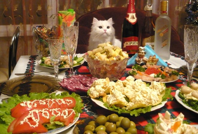 Даже кот не смотрит ТВ в Новый год