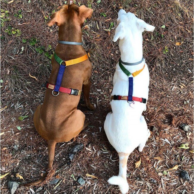 Шлейка Y-образной формы