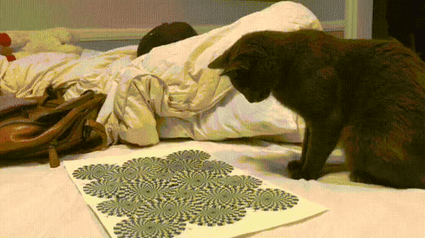 ...и реакция кота на нее.