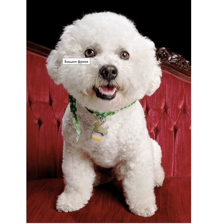  Бишон фризе
