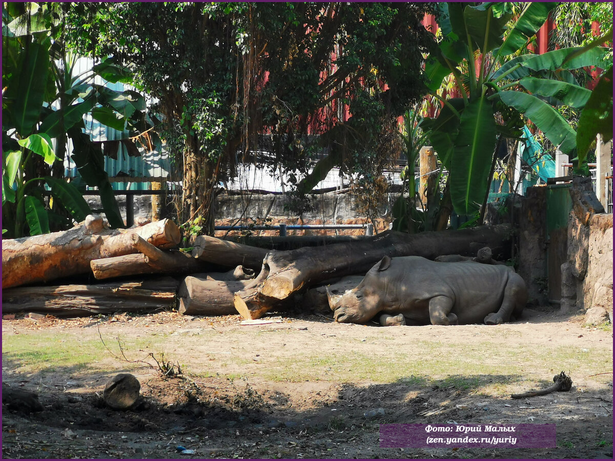 Сходил посмотреть, чем удивит вьетнамский зоопарк (11 фото)