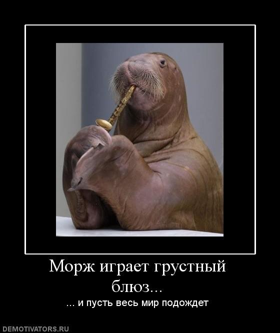 анекдоты про моржей людей. пожелание моржу. шутки про моржей. карикатура на зимнего рыбака. морж демотиватор.