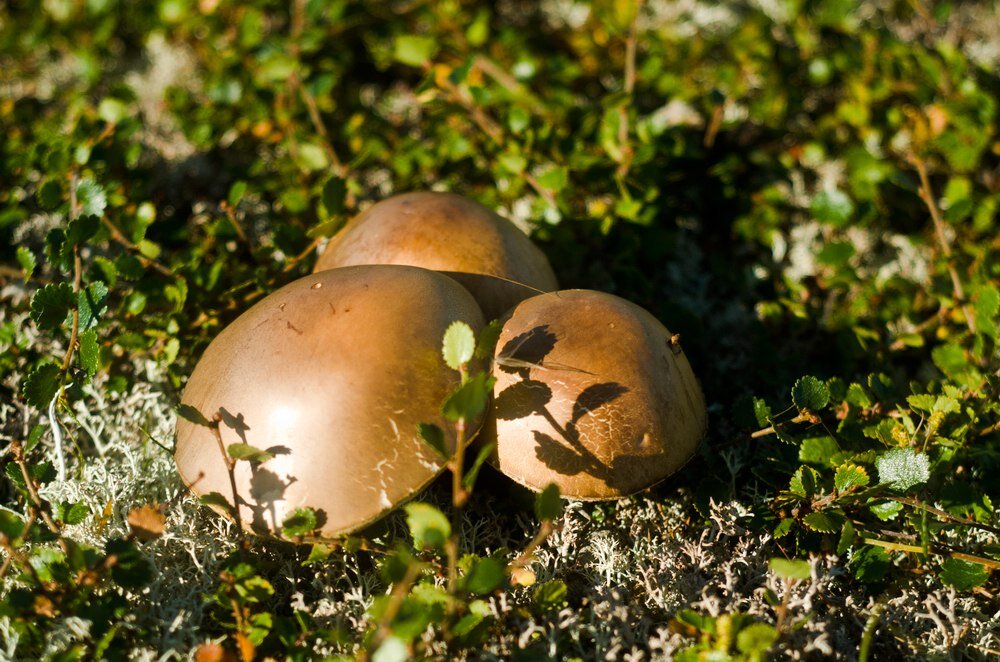 Самые живучие организмы: грибы встречаются в Арктике, даже неподалеку от северного полюса
