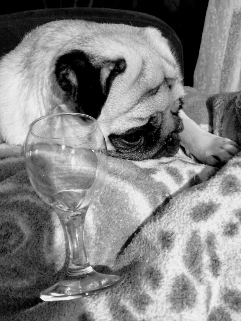              просто фото для статьи, на фото мой пес Фрэнк.