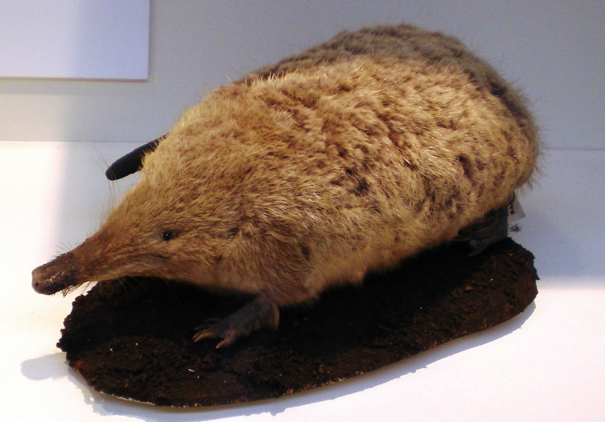 Маленький пушистик - выхухоль