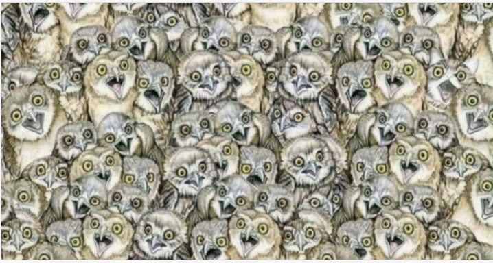 Найдите кота  среди сов. Задача на внимательность.