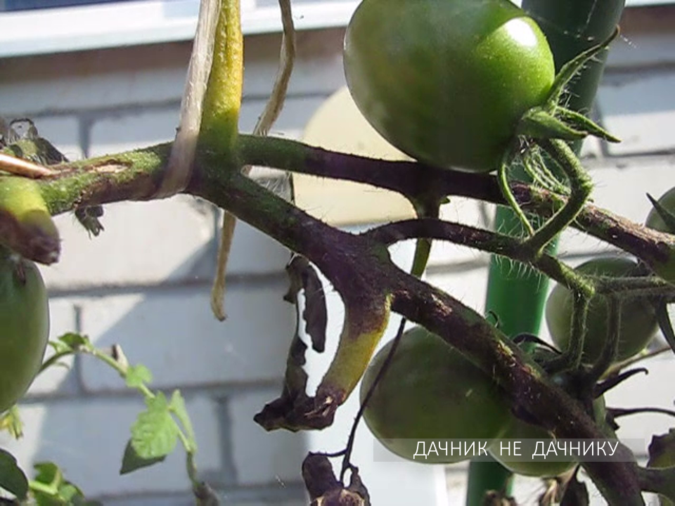Фитофтора на томатах, на улице.