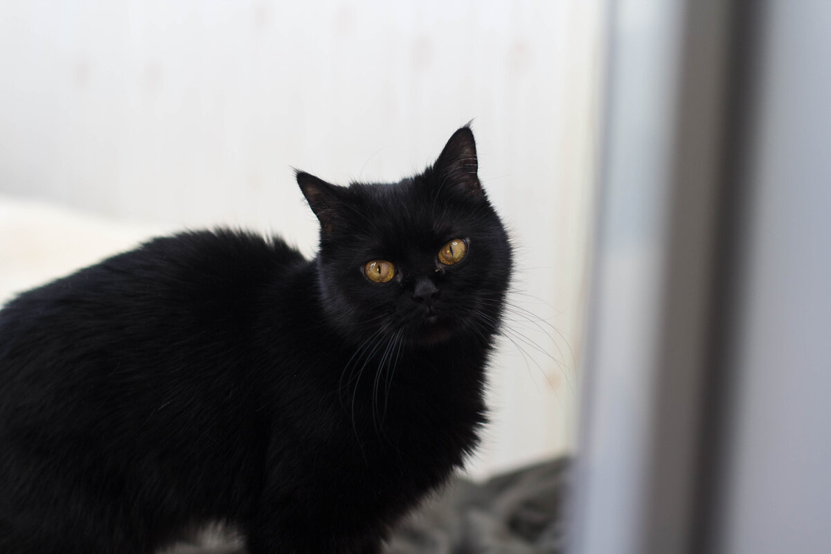 Надеюсь, что моя кошка не обидится, если я буду использовать ее фотографии для данной статьи :) (фото из личного архива)