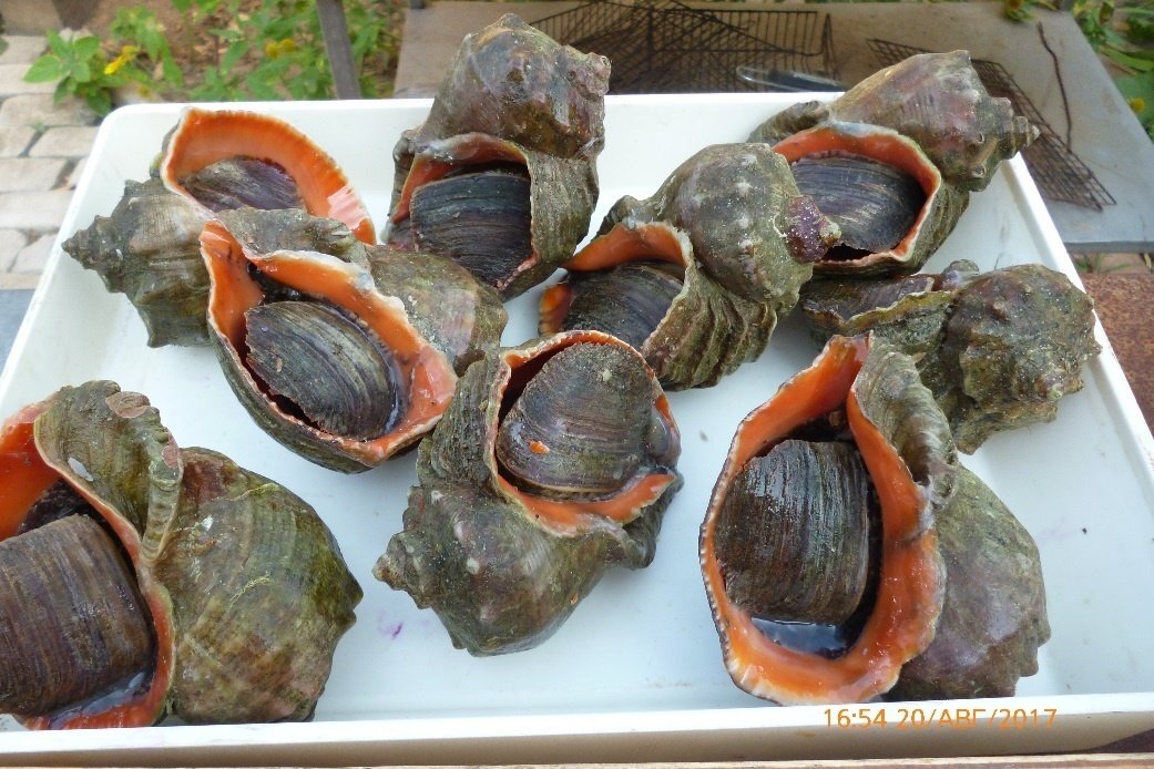 Источник фото:  azniirkh.ru