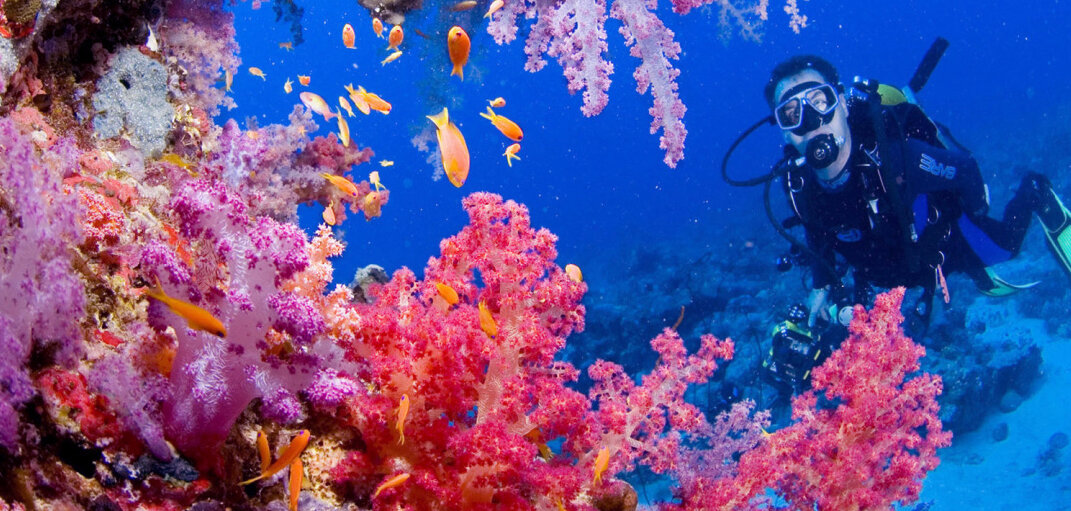 Разнообразная фауна Красного моря. Источник: traveltheworld.com.ua