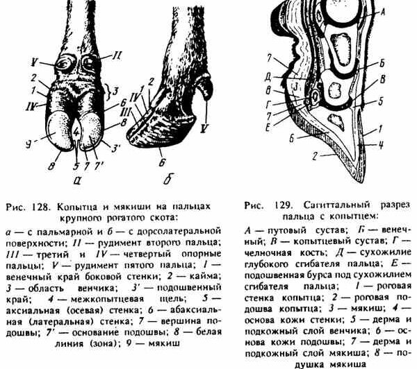 Копыто коровы рисунок