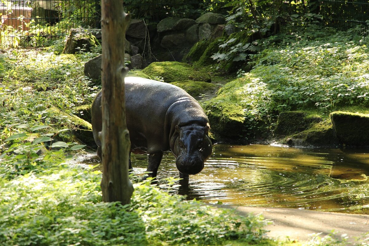 Калининградский зоопарк. Символ калининградского зоопарка одно из четырех животных. Калининград музей зоопарк. Зоопарк калининград 2023. Слониха калининградский зоопарк.
