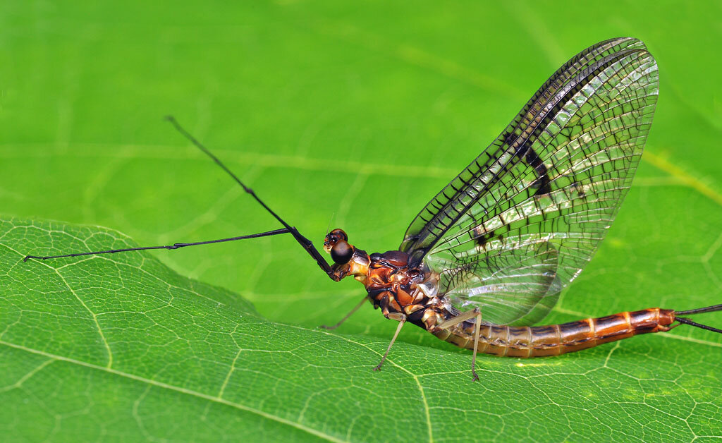 Подёнка обыкновенная