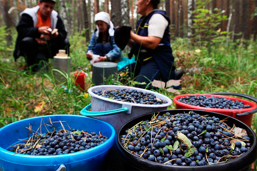 Фото из сети интернет