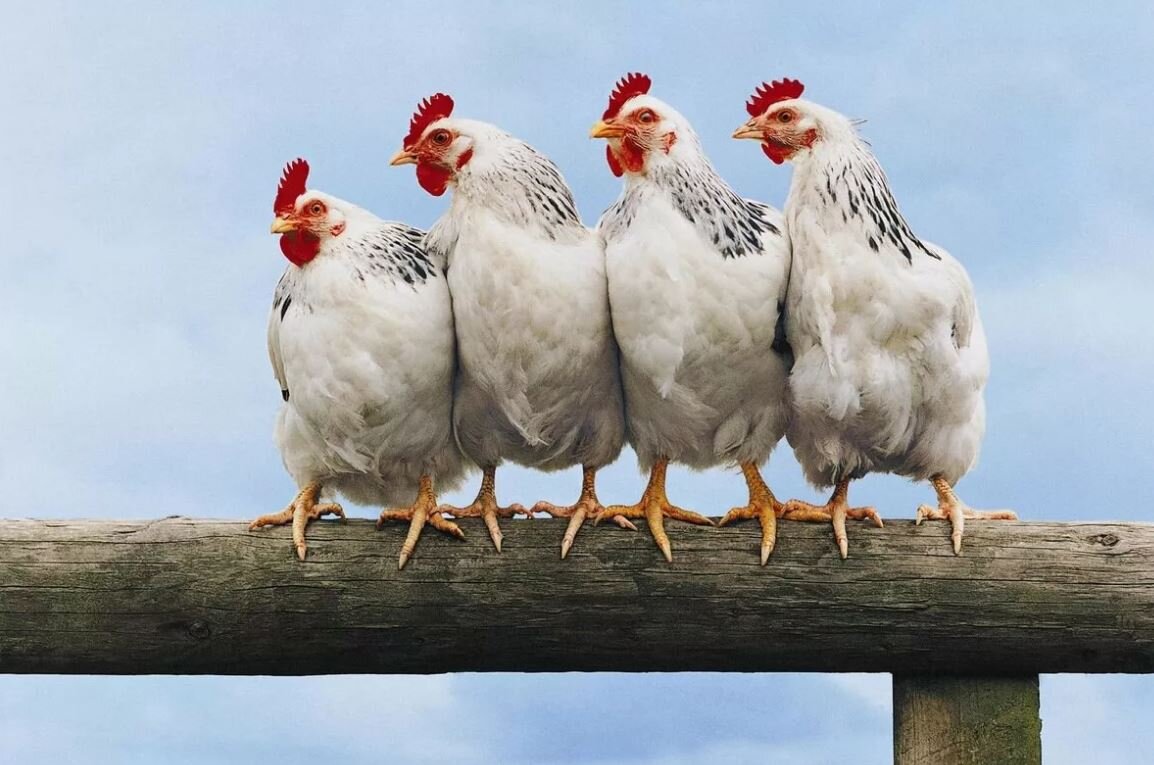 Вместе веселее