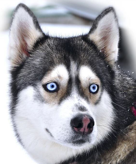  Изображение взято с сайта proshoper.ru