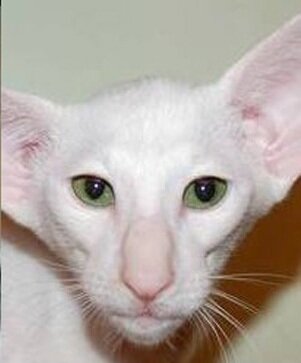 Фото из открытых источников интернета