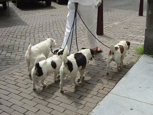 Директор агентства «Се ля ви» Ашот Абрамян так пояснил ситуацию: «Понятно, что мы не держим специального человека, но у нас есть связи с частными извозчиками. Как правило, это женщины 35-40 лет, стрессоустойчивые, со своей иномаркой. Для неё это подработка, ибо у неё свободный график работы, и попутный маршрут». Ашот из тех 350 рублей получает от автоняни 100 рублей за информационную услугу, точнее за звонок.