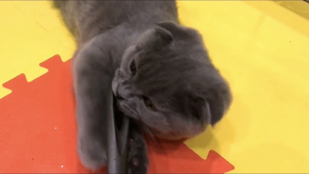 Ням-ням ершик! Кот Космос