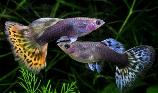 Фото из интернета