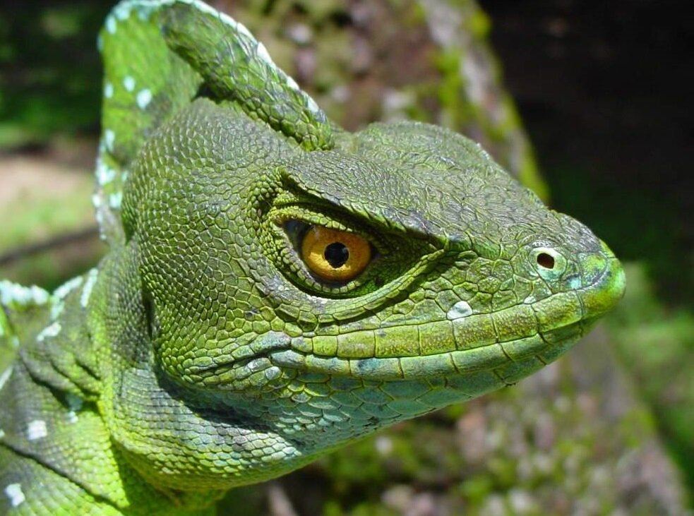 Если такого, да представить гигантских размеров, вполне сойдёт за мифического монстра!)  