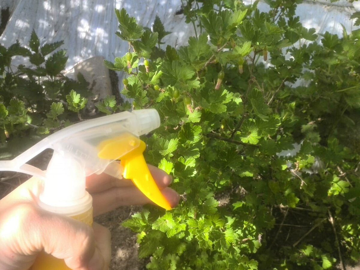Опрыскивание крыжовника. Источник фото: gardensecrets.ru