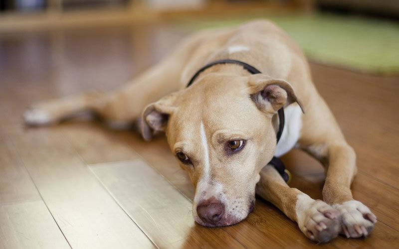 Боль и недомогание сильно влияют на настроение. Фото: thesprucepets.com