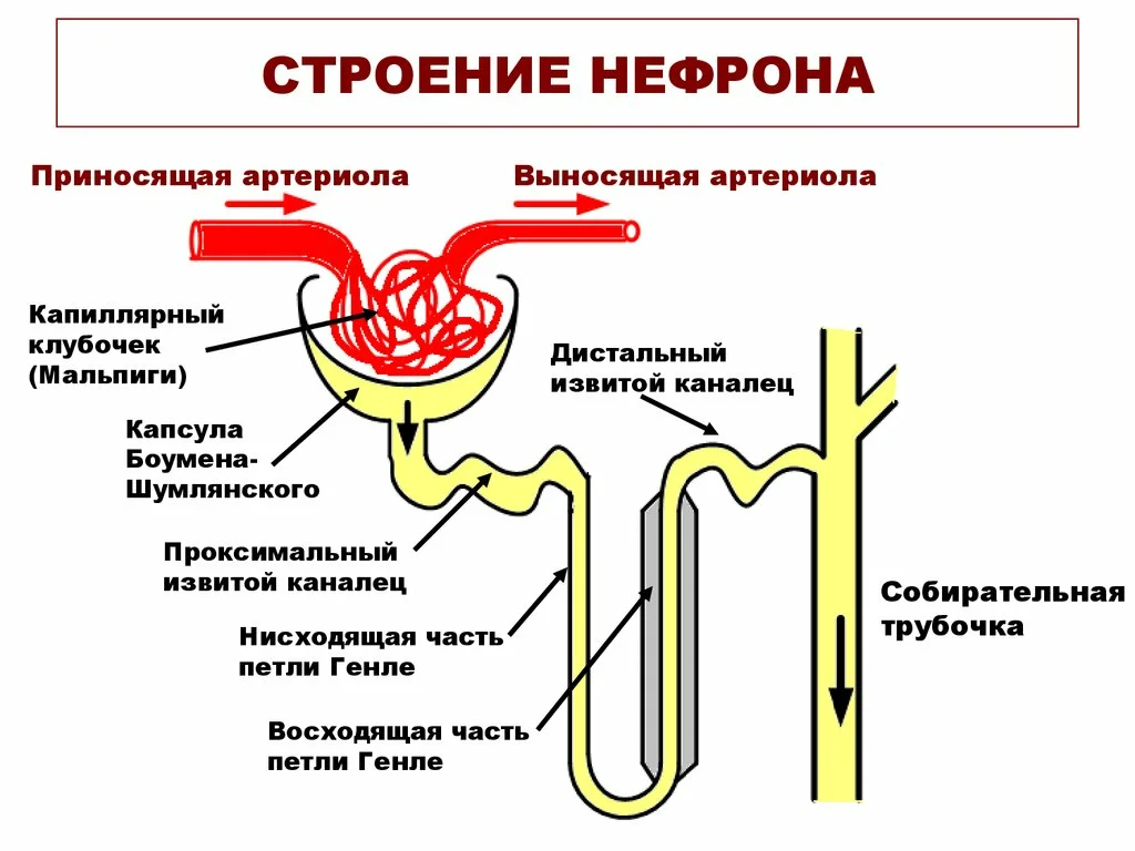 1 определи нужные термины и подпиши рисунок