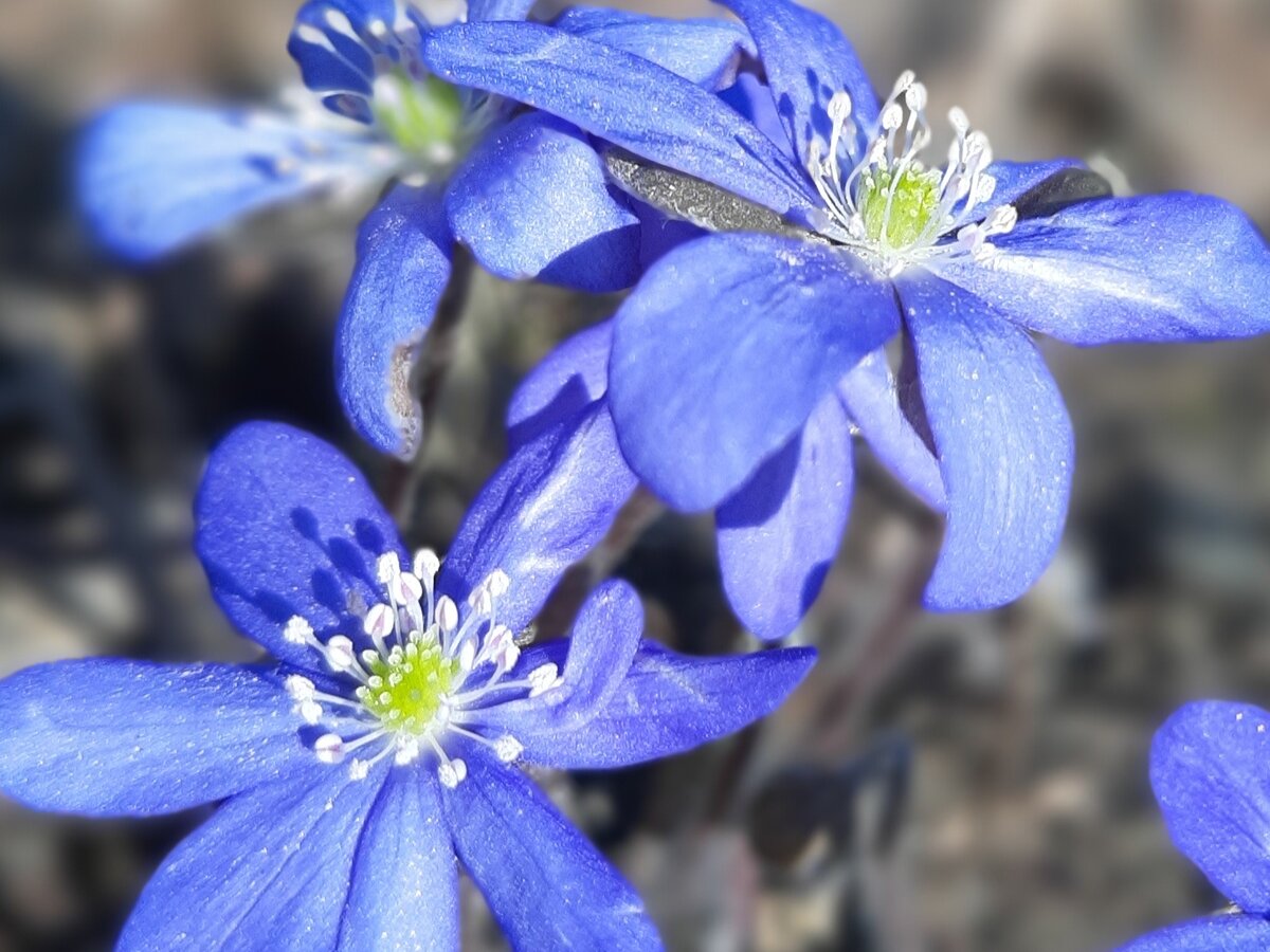 В Японии каждый год проходит выставка цветущих перелесок