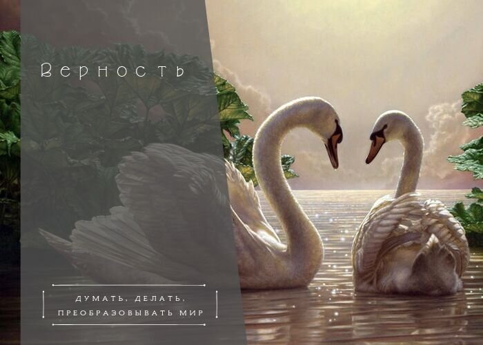 Лебединая верность...