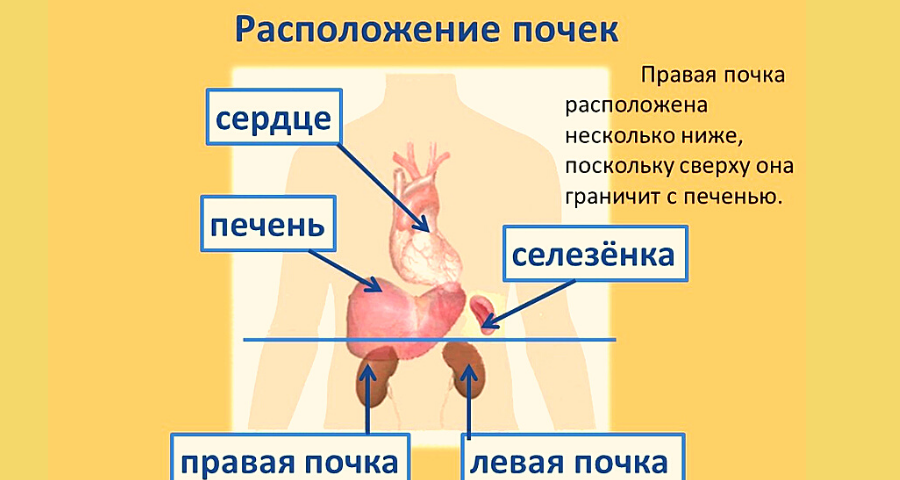 Где находятся почки у человека. Где расположены почки. Местоположение почек у человека. Почки у человека расположение. Анатомия человека почки расположение.