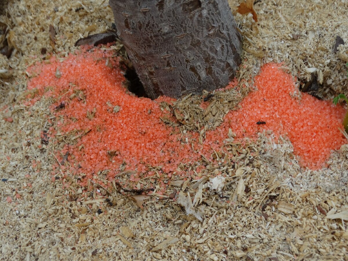 Этот порошок поверг наших муравьев в шок. А черешня стала расти спокойно