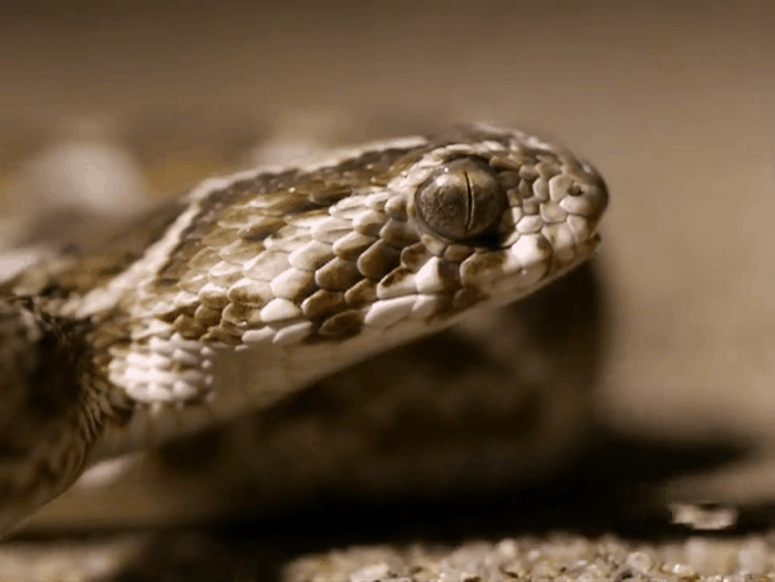 Атака песчаной эфы (Источник: youtube.com)