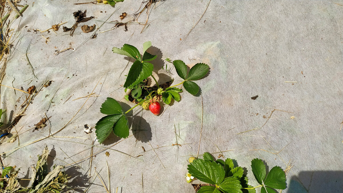 Птица проголосовала за сорт Азия:))))) 